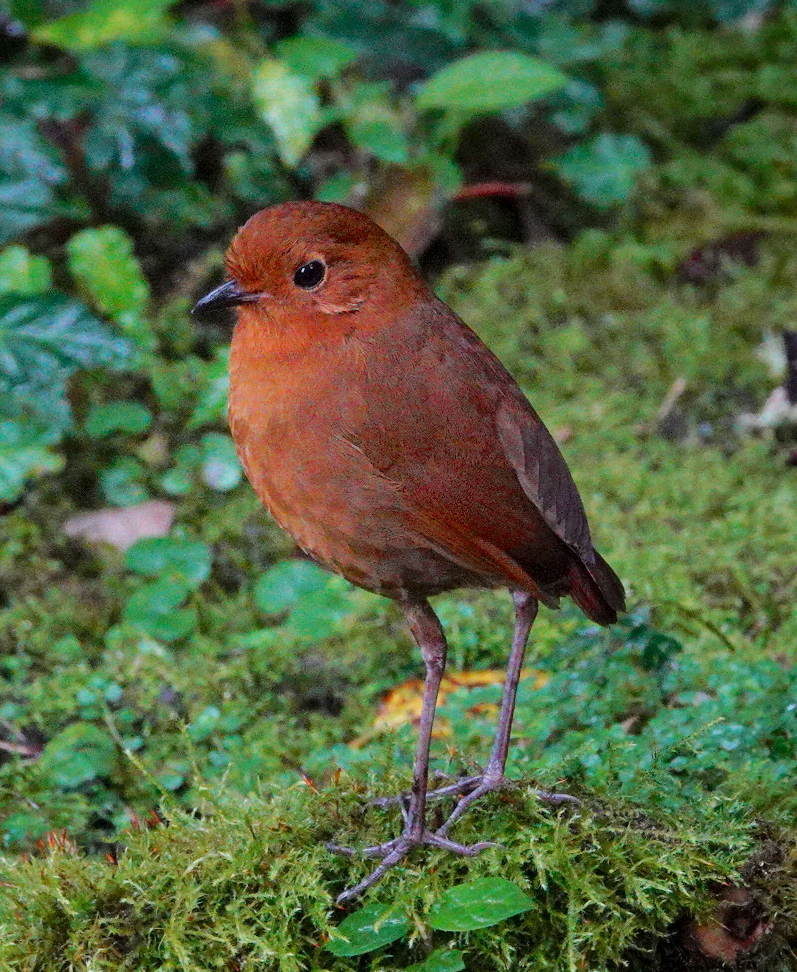 Image of Grallaria saturata