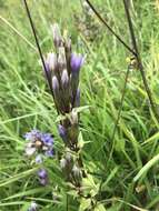 Imagem de Gentianella germanica (Willd.) E. F. Warburg