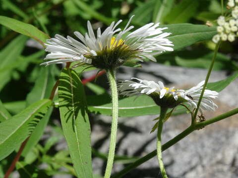 Image of large mountain fleabane