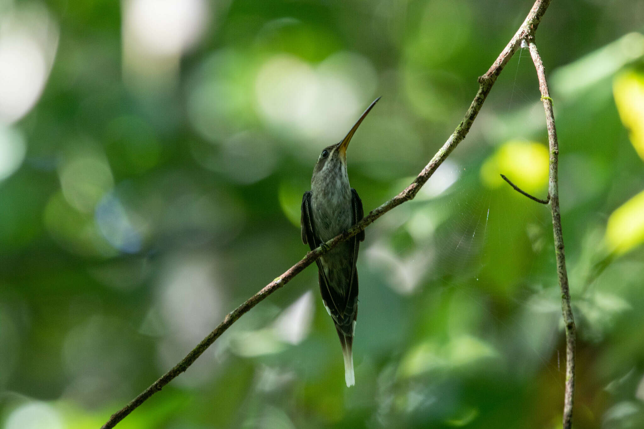 Image of White-bearded Hermit