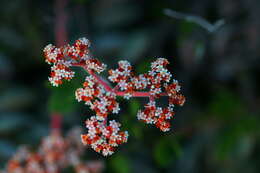 Image of Crassula swaziensis Schönl.