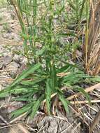 Rumex palustris Sm. resmi