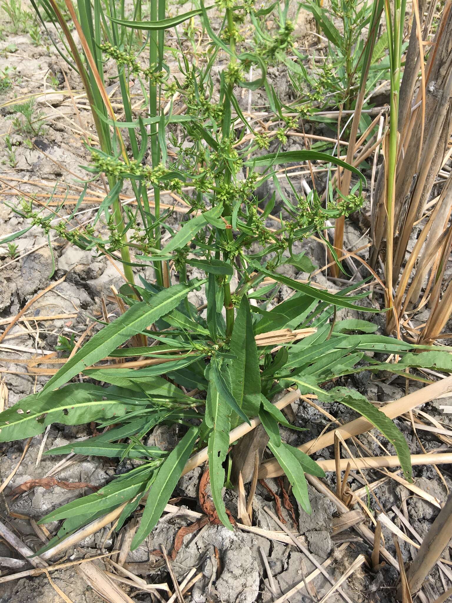 Rumex palustris Sm. resmi