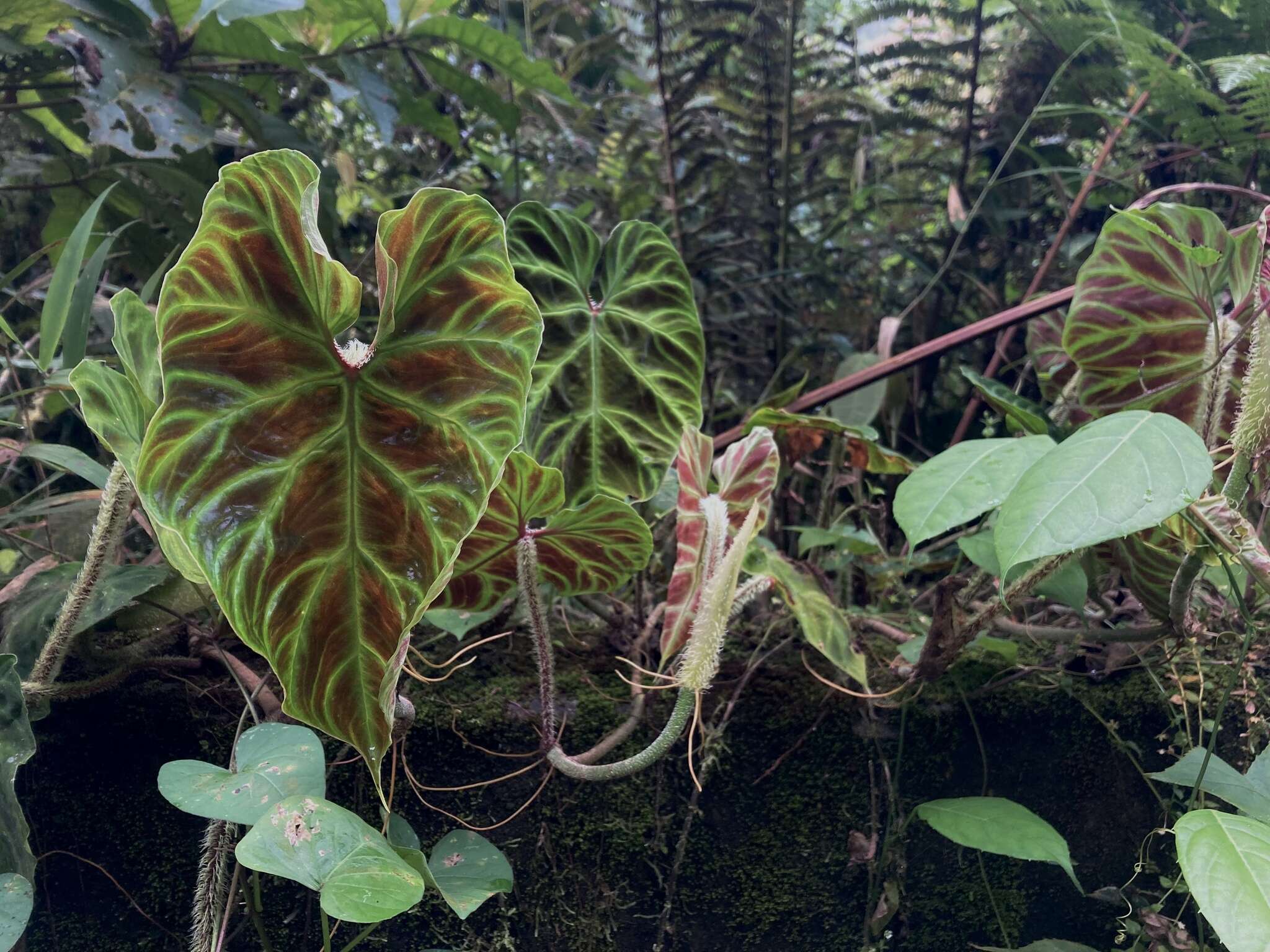 Image of Philodendron verrucosum L. Mathieu ex Schott