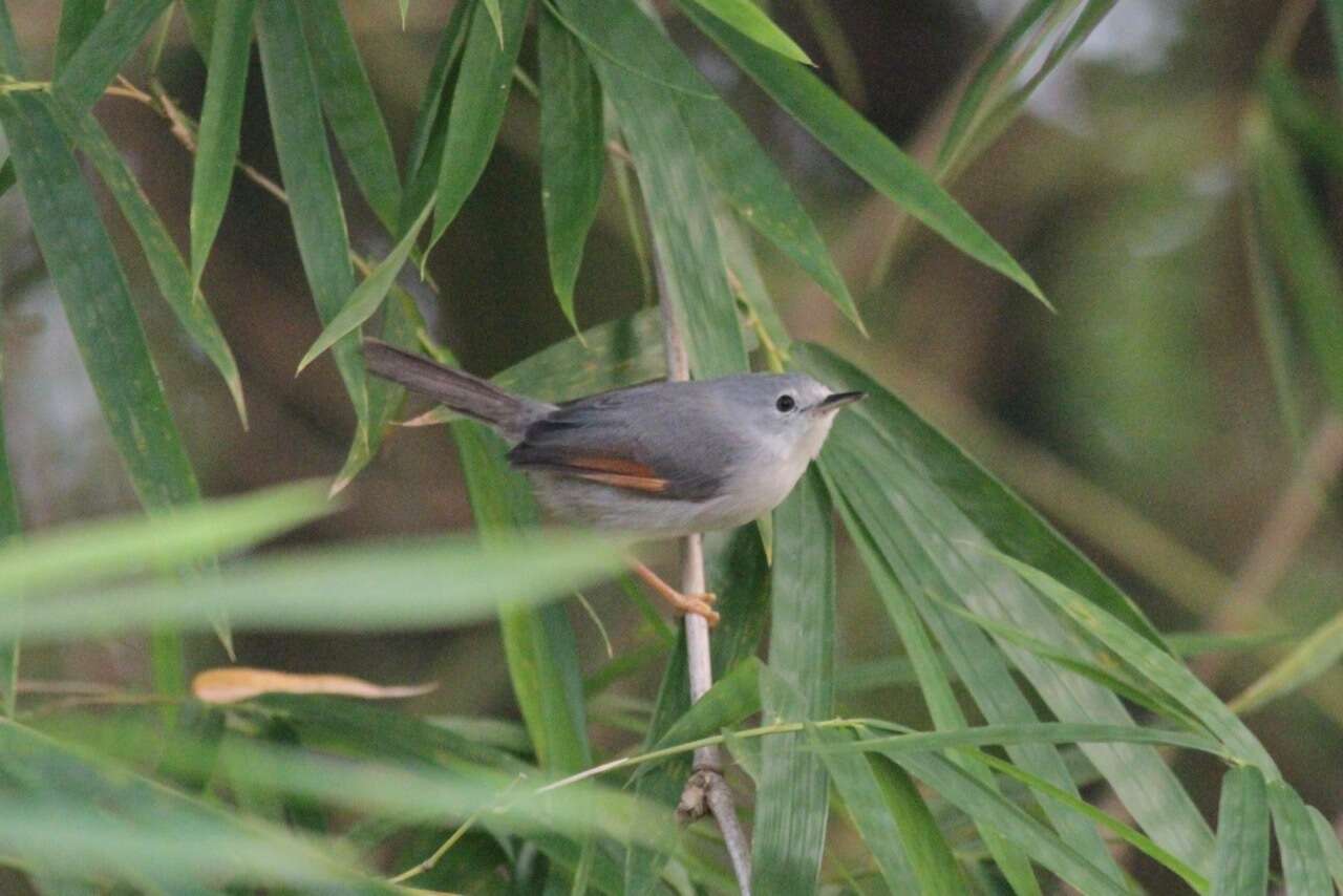 Image of Red-winged Grey Warbler