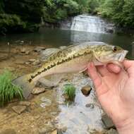 Image of Alabama bass