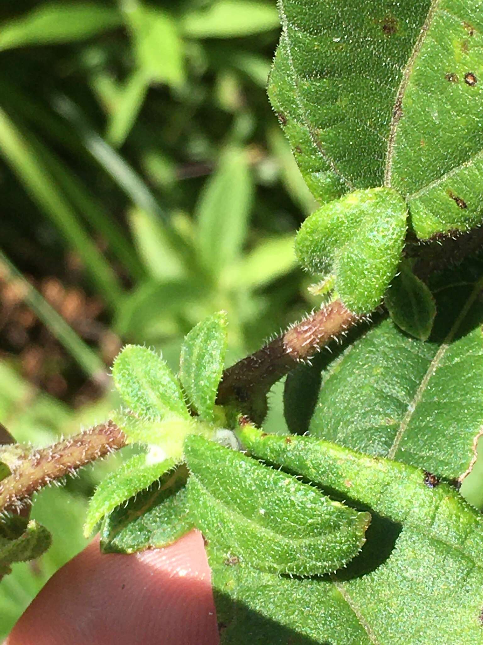 Image de Helianthus resinosus Small