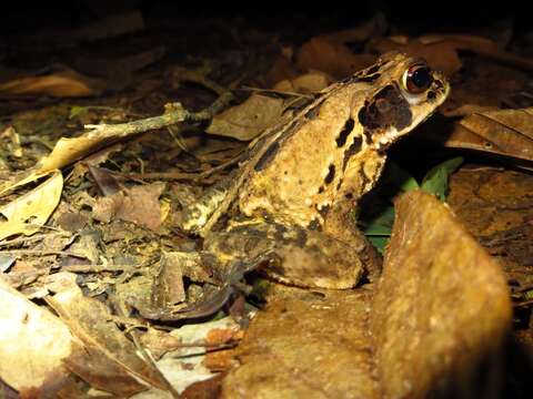 Image of Dark Green Toad