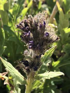 Image of alpine phacelia