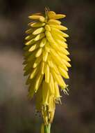 Image of Kniphofia fibrosa Baker