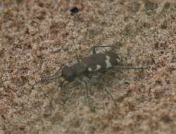 Image of Northern dune tiger beetle