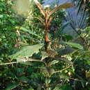 Image of Gesneria fruticosa (L.) Kuntze