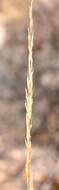 Image of desert needlegrass