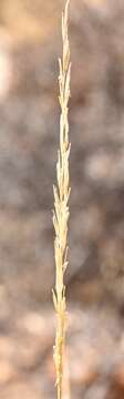 Plancia ëd Pappostipa speciosa (Trin. & Rupr.) Romasch.