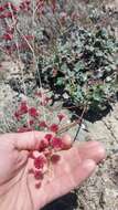 Image of redflower buckwheat