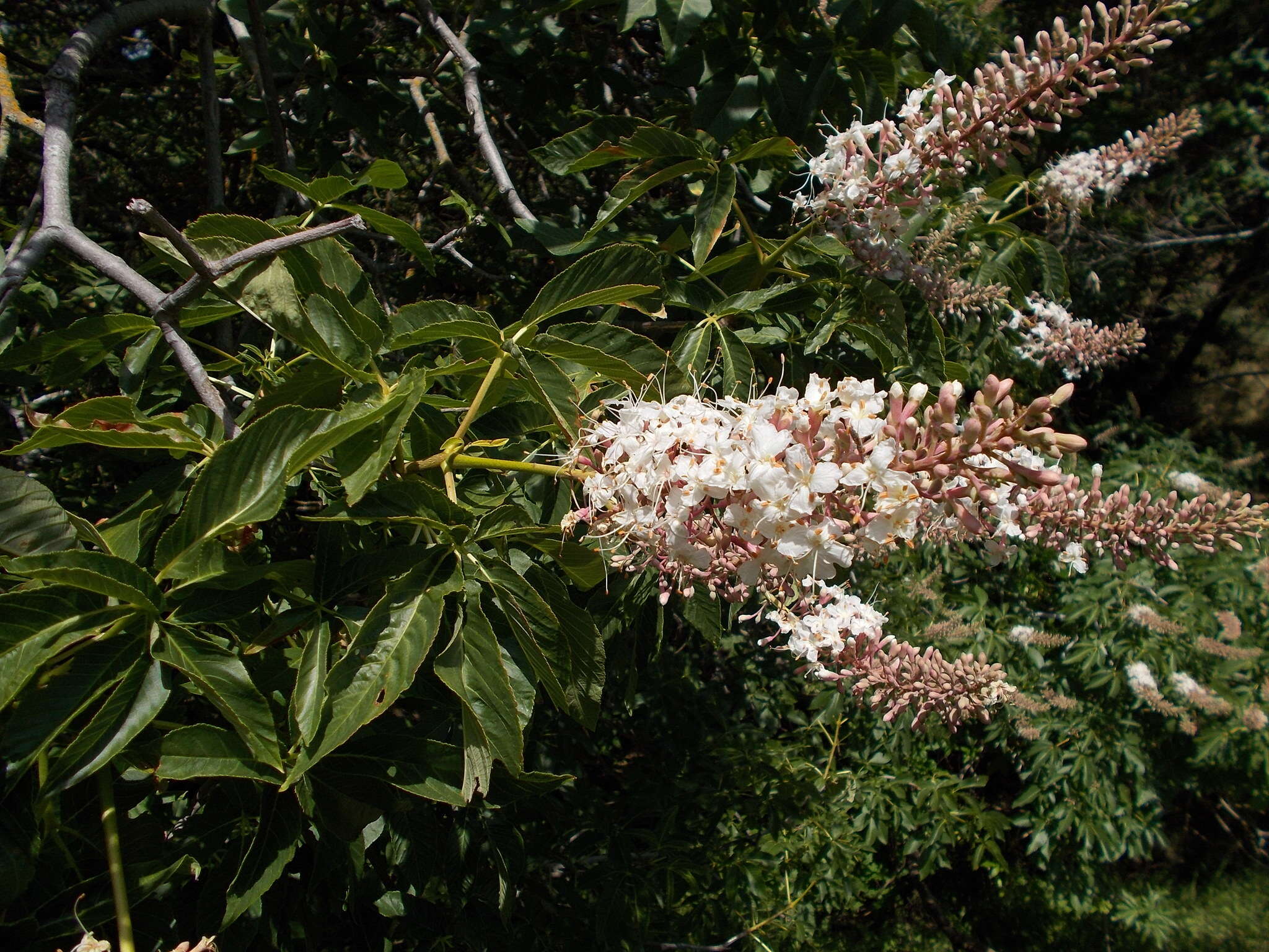 Image of California buckeye