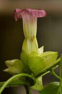 Image of Ipomoea kahloae Gonz.-Martínez, Lozada-Pérez & Rios-Carr.