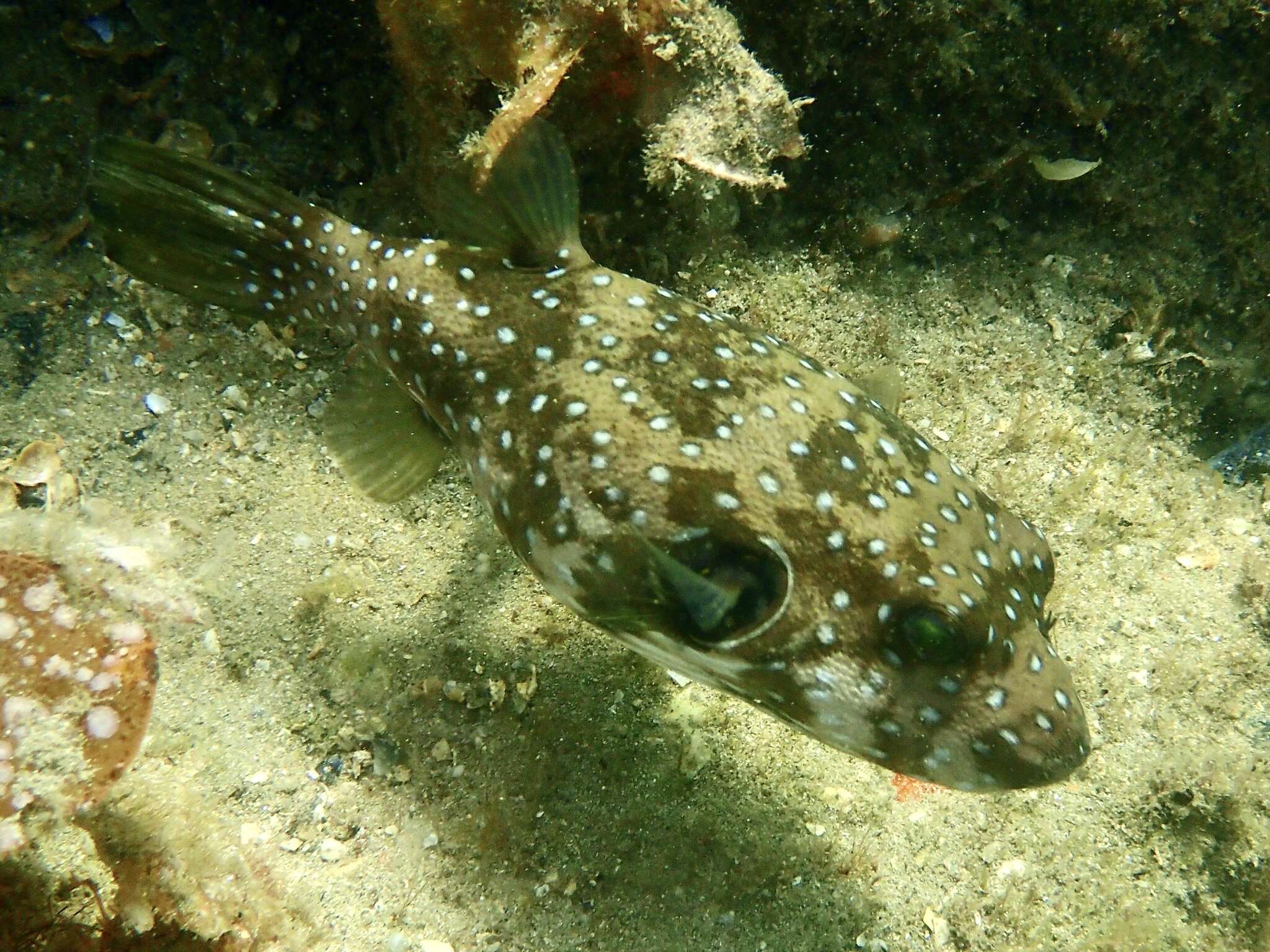 Image of Broadbarred Toadfish