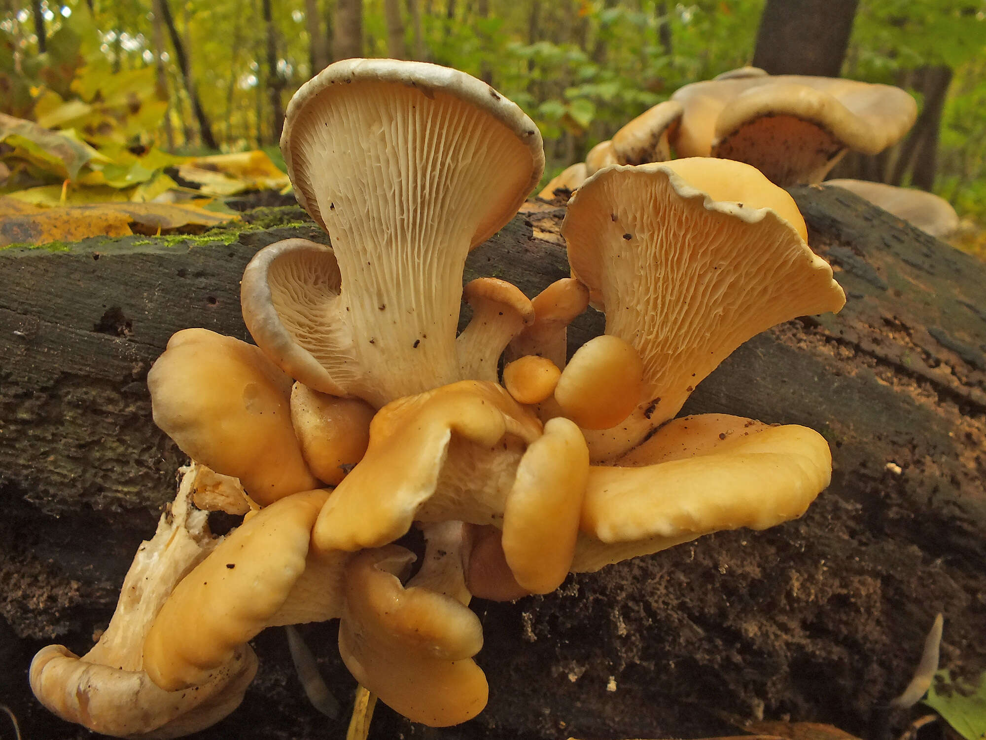 Imagem de Pleurotus cornucopiae (Paulet) Rolland 1910