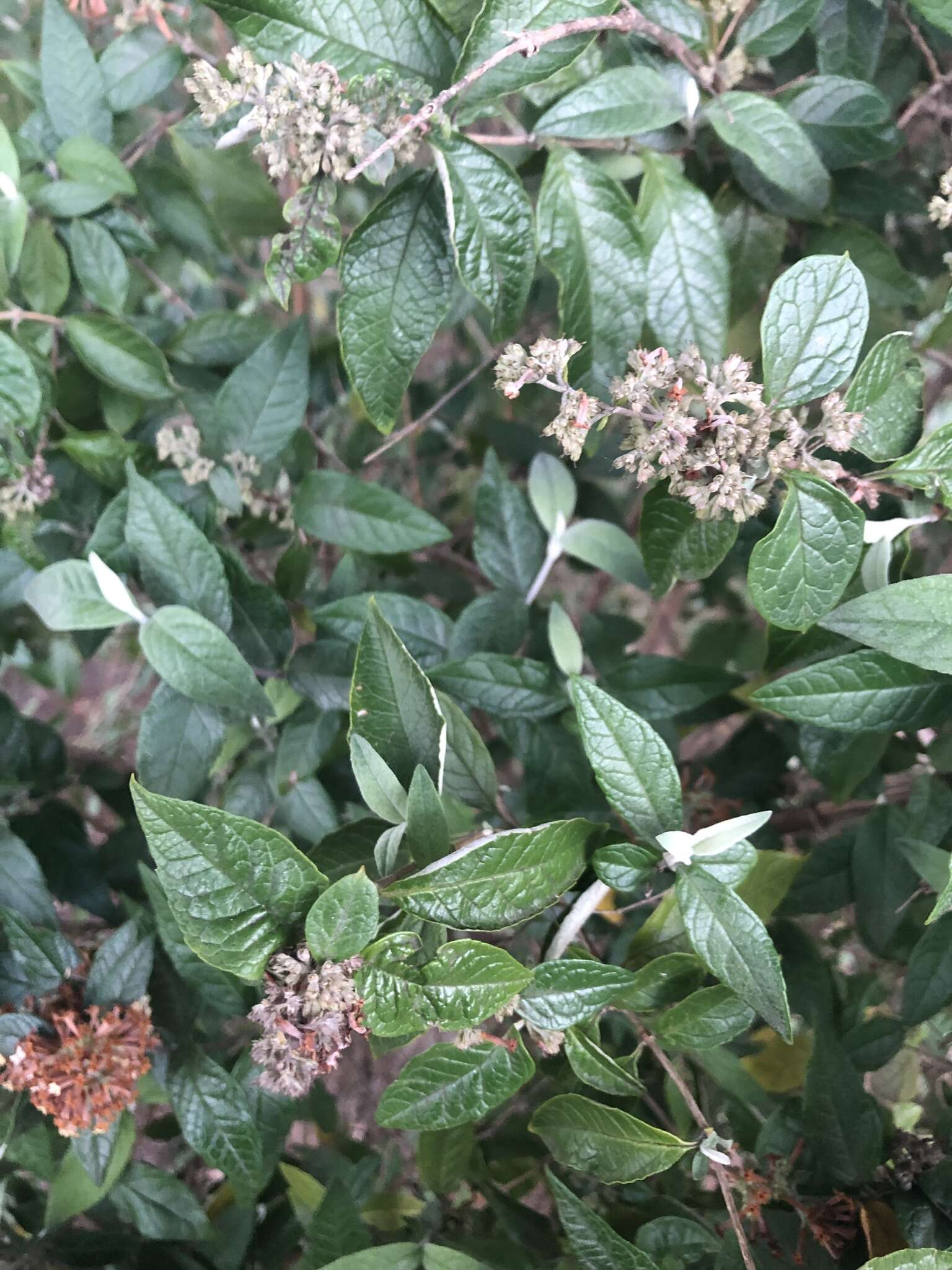 Image of Weeping sage