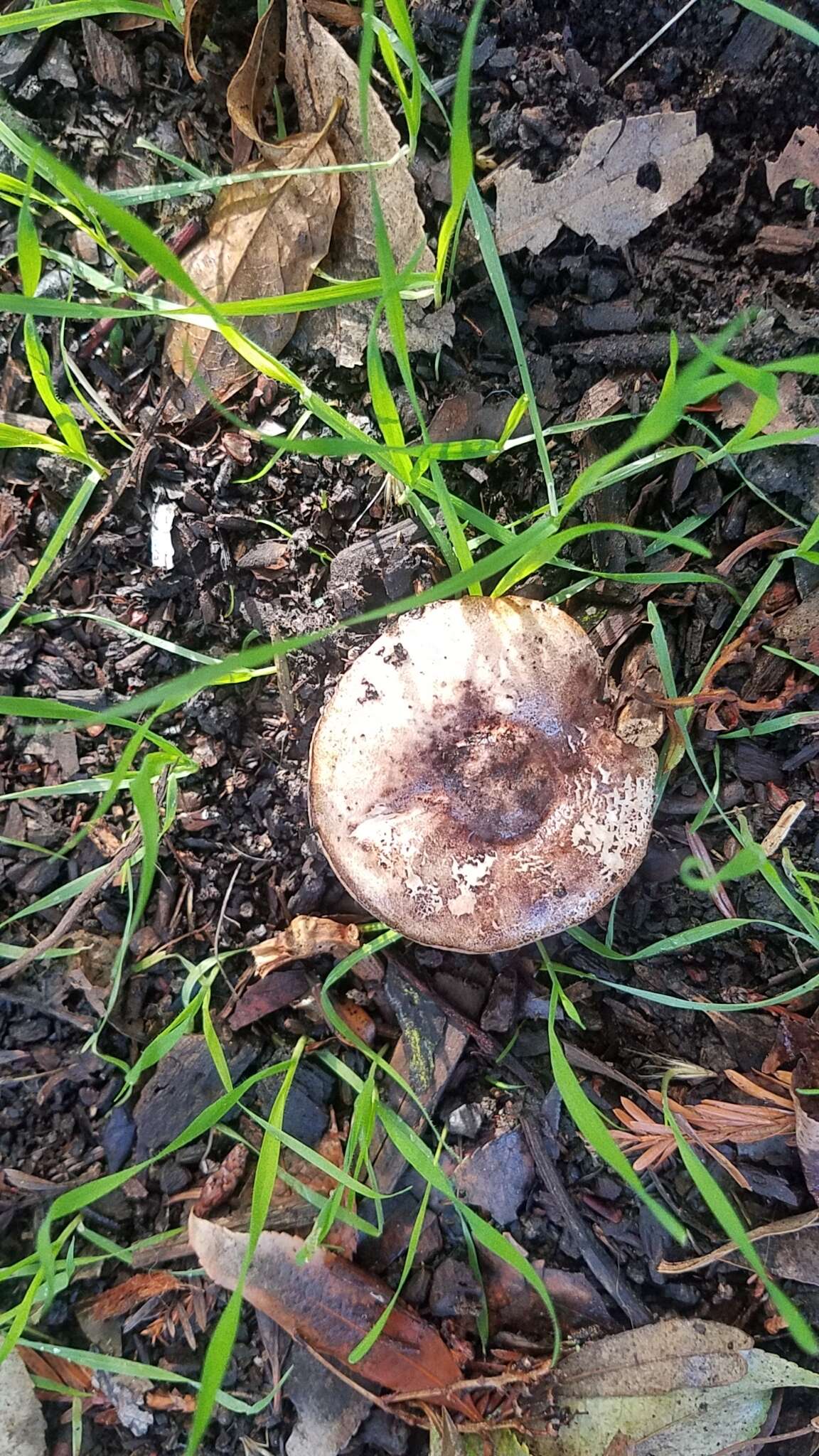 Imagem de Leucoagaricus cupresseus (Burl.) Boisselet & Guinb. 2001