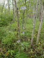 Sivun Aconitum woroschilovii A. N. Luferov kuva