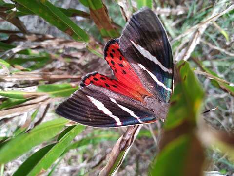 Image of Castnia invaria