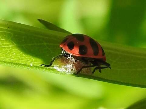 صورة Dinocampus coccinellae paralysis virus