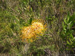 Image of Leucospermum cuneiforme (Burm. fil.) Rourke