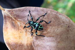 Image of Doliops similis Miwa & Mitono 1933