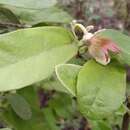 Image of Aristolochia malacophylla Standley