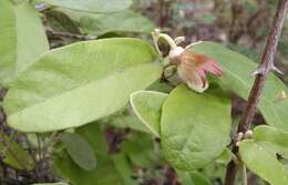 صورة Aristolochia malacophylla Standley