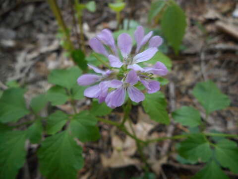 Image of Cardamine chelidonia L.