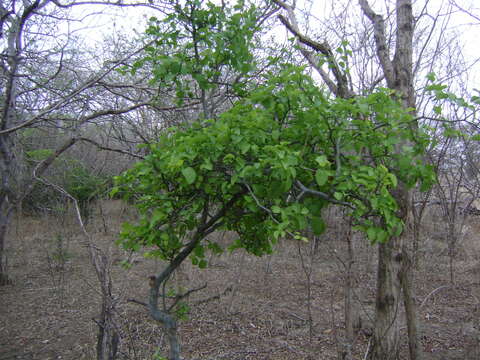 Image of Sarcomphalus amole (Sessé & Moc.) Hauenschild