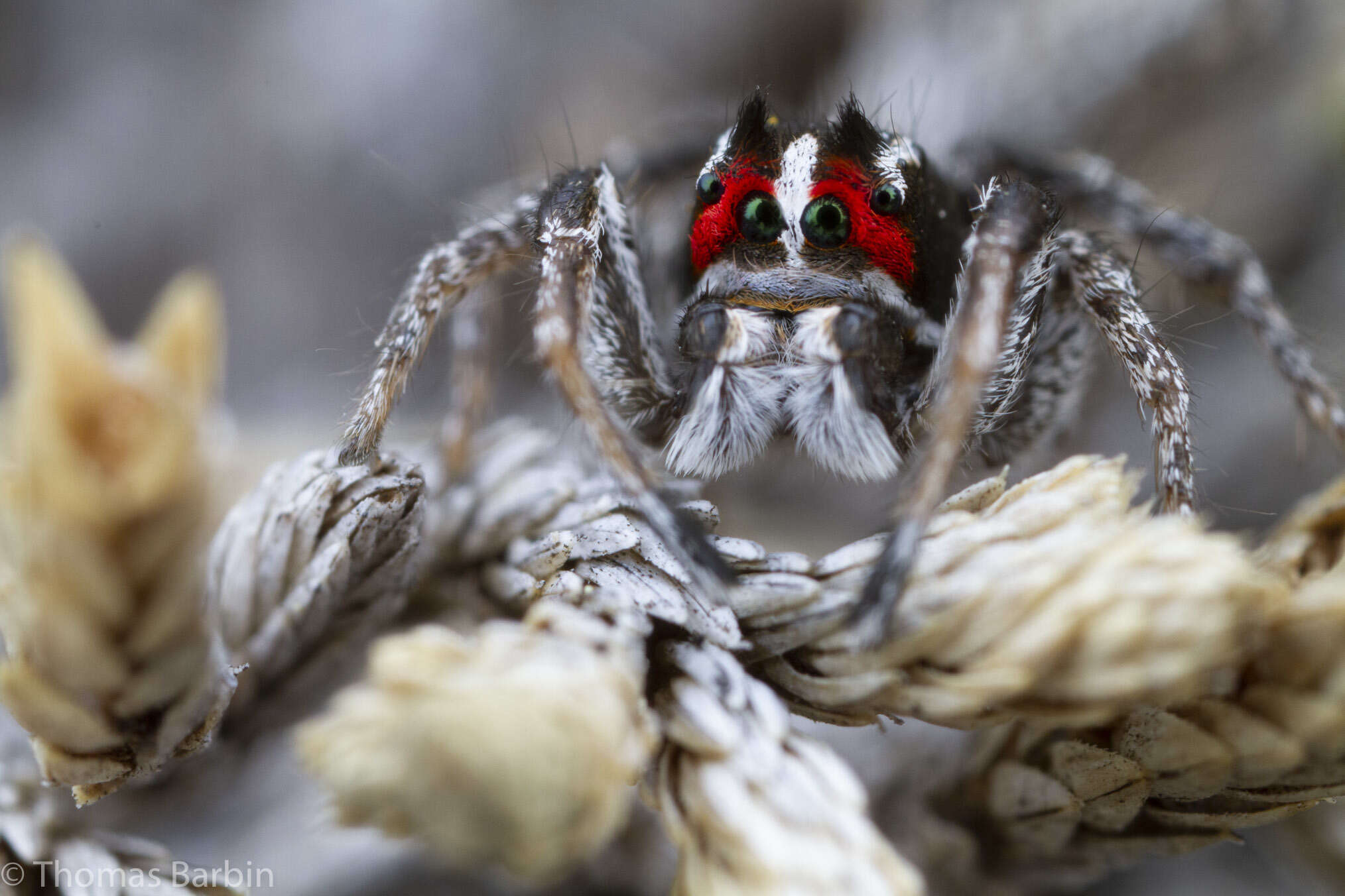 Image of Habronattus sansoni (Emerton 1915)