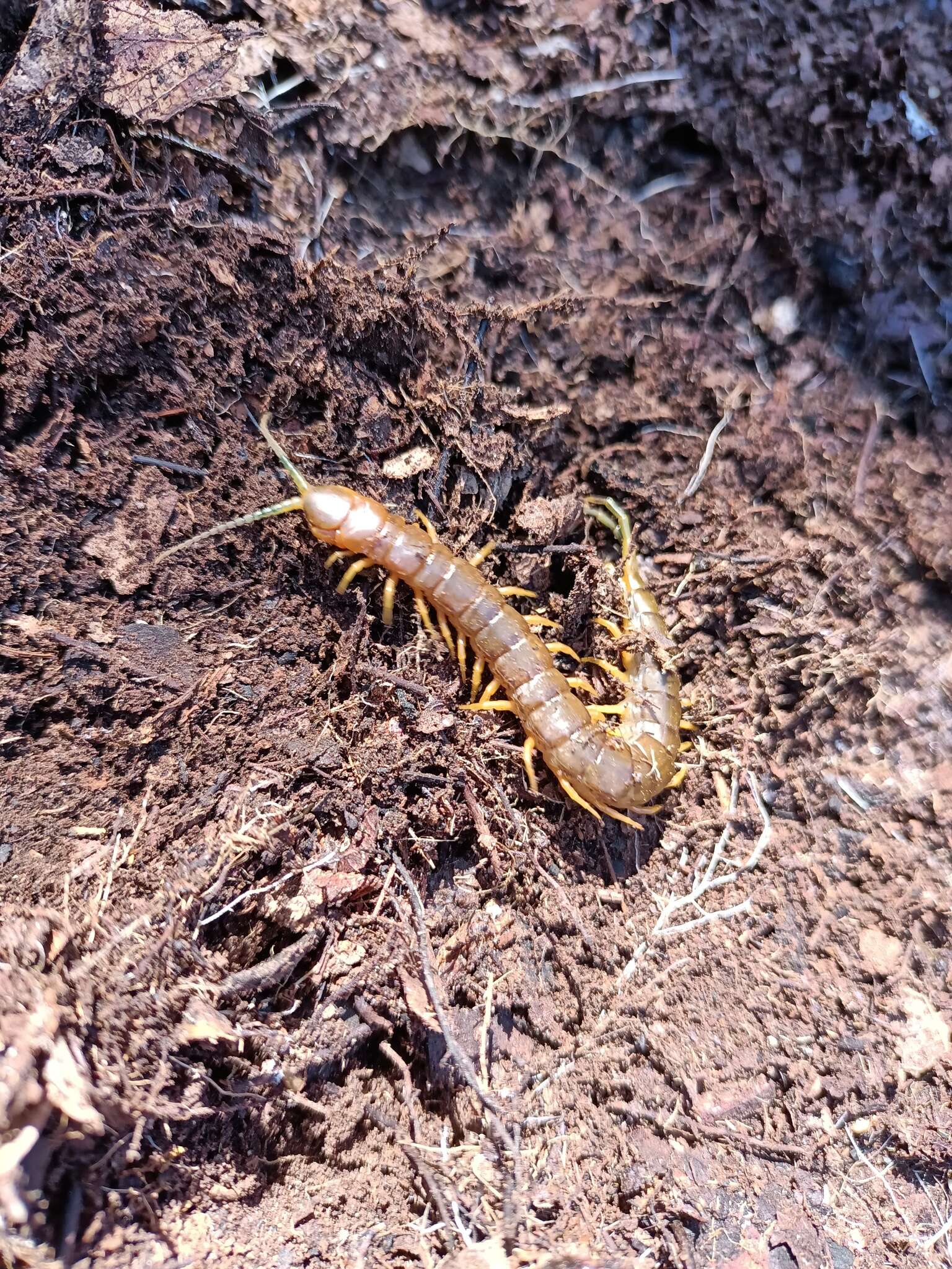 Imagem de Scolopendra pomacea C. L. Koch 1847