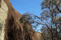 Image of Eucalyptus caesia subsp. caesia