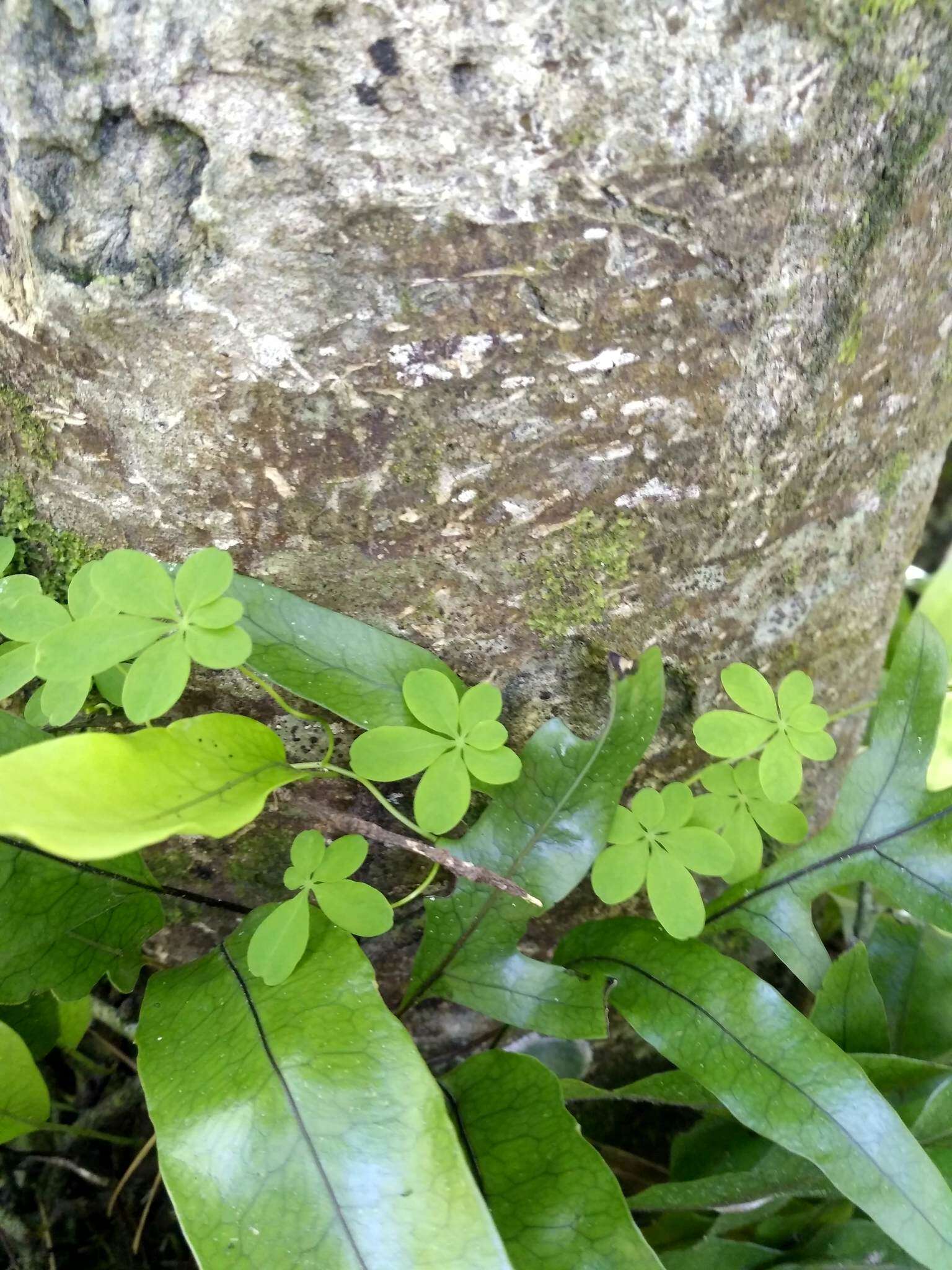 Tropaeolum speciosum Poepp. & Endl. resmi