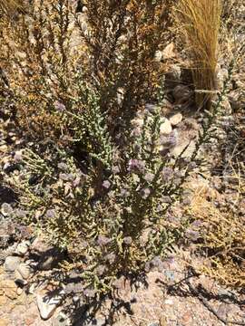 Image of Aloysia tarapacana (Botta) Lu-Irving & N. O'Leary