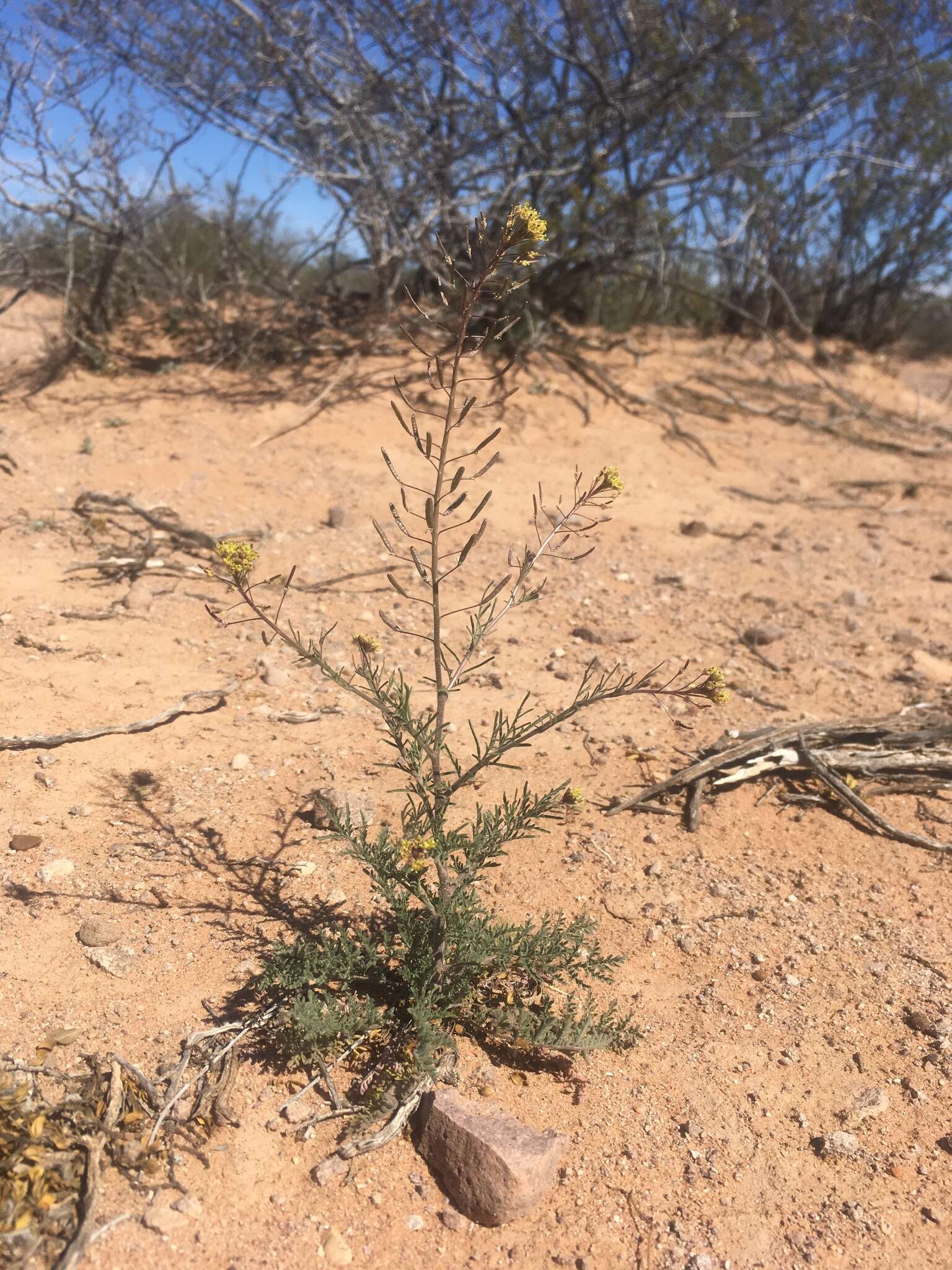 Image of western tansymustard