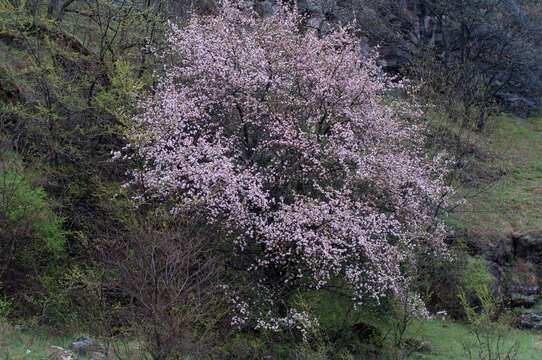 Plancia ëd Malus sylvestris subsp. orientalis (Uglitzk.) Browicz