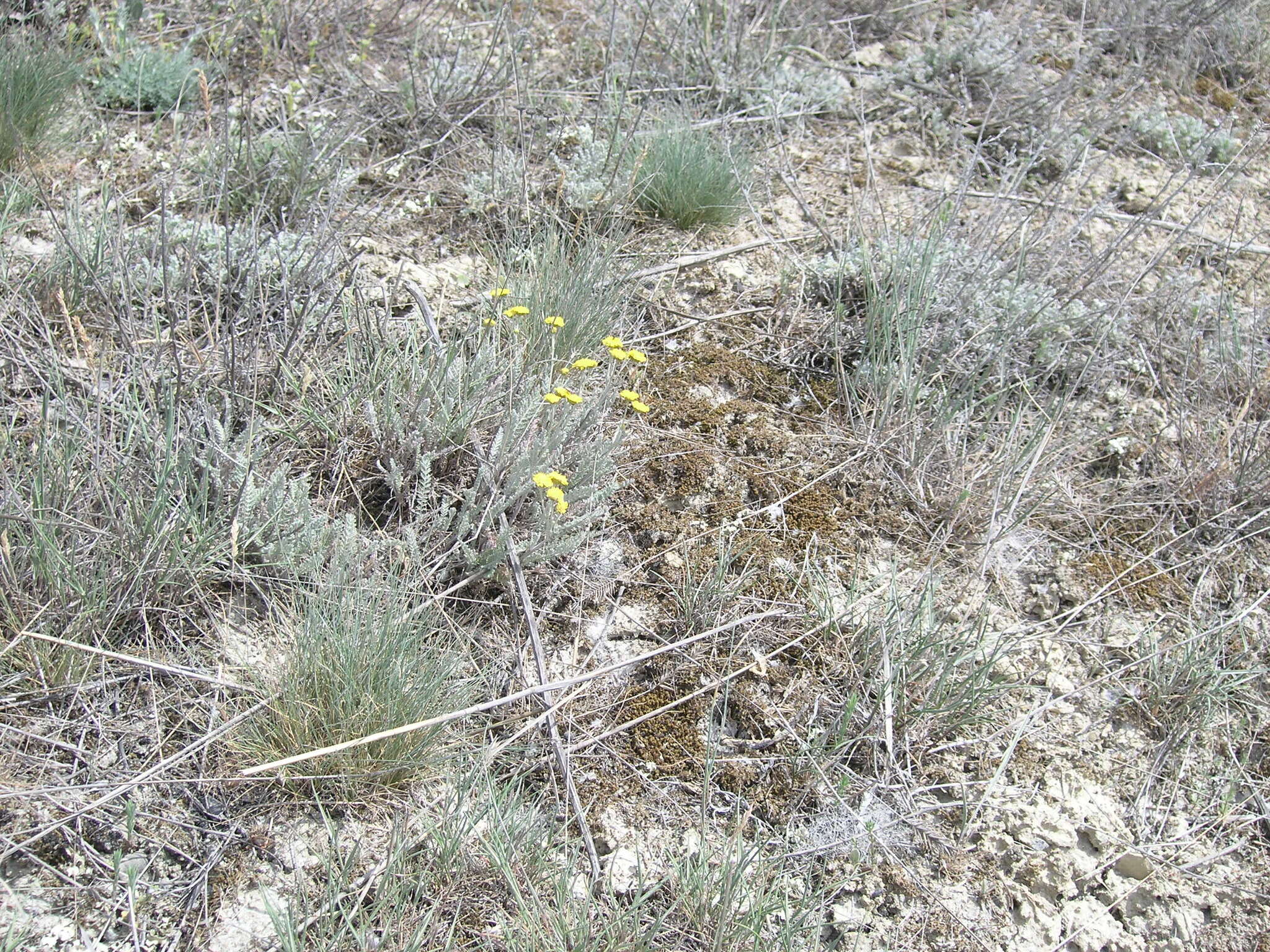 Tanacetum millefolium (L.) Tzvel. resmi