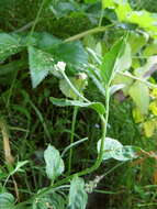 Image of Epilobium cylindricum D. Don