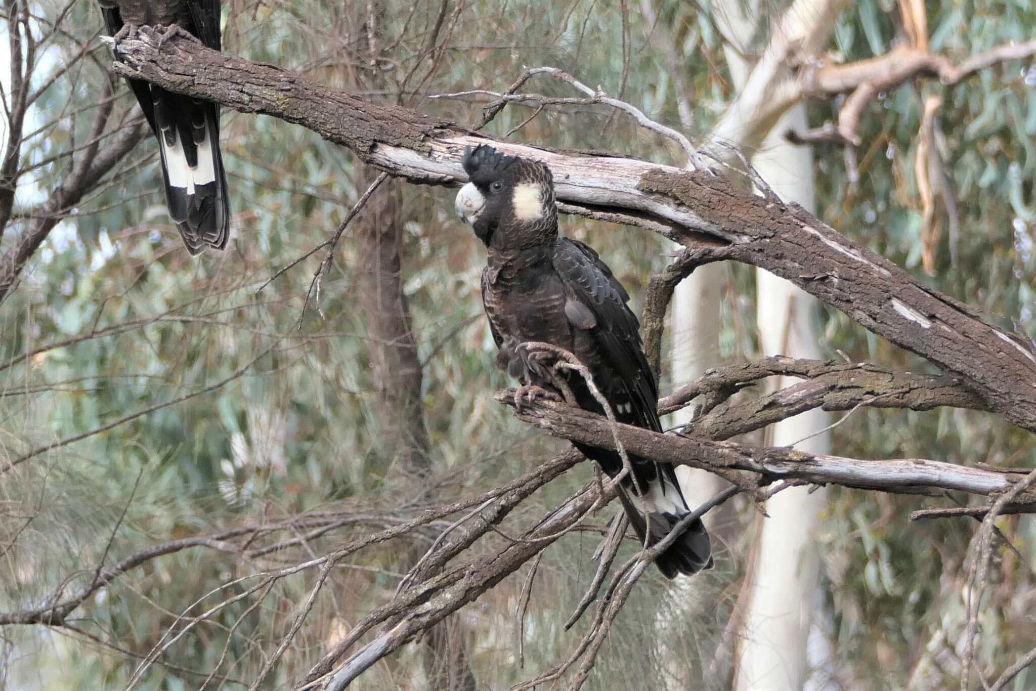 Image of Carnaby's Black Cockatoo