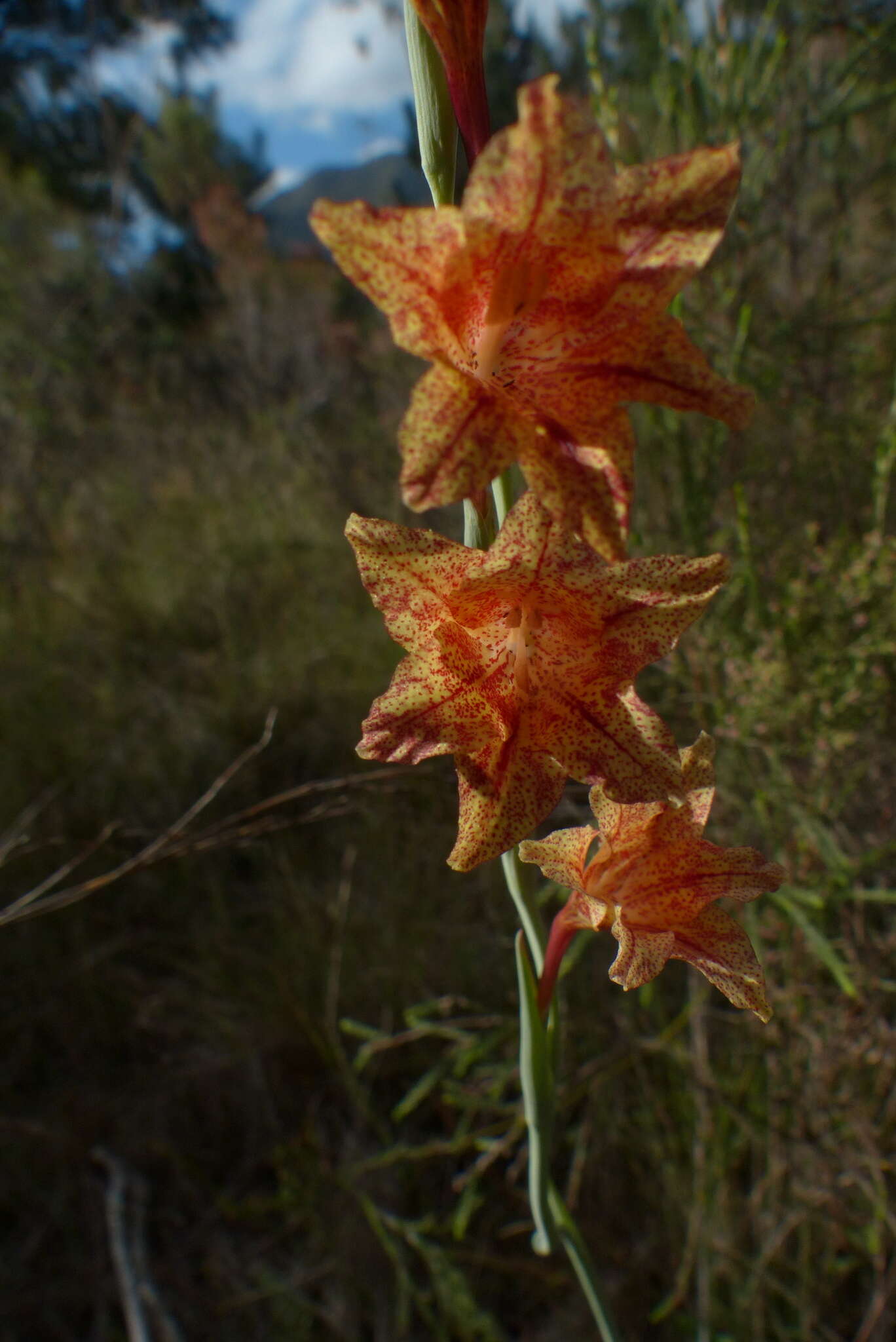 Слика од Gladiolus emiliae L. Bolus