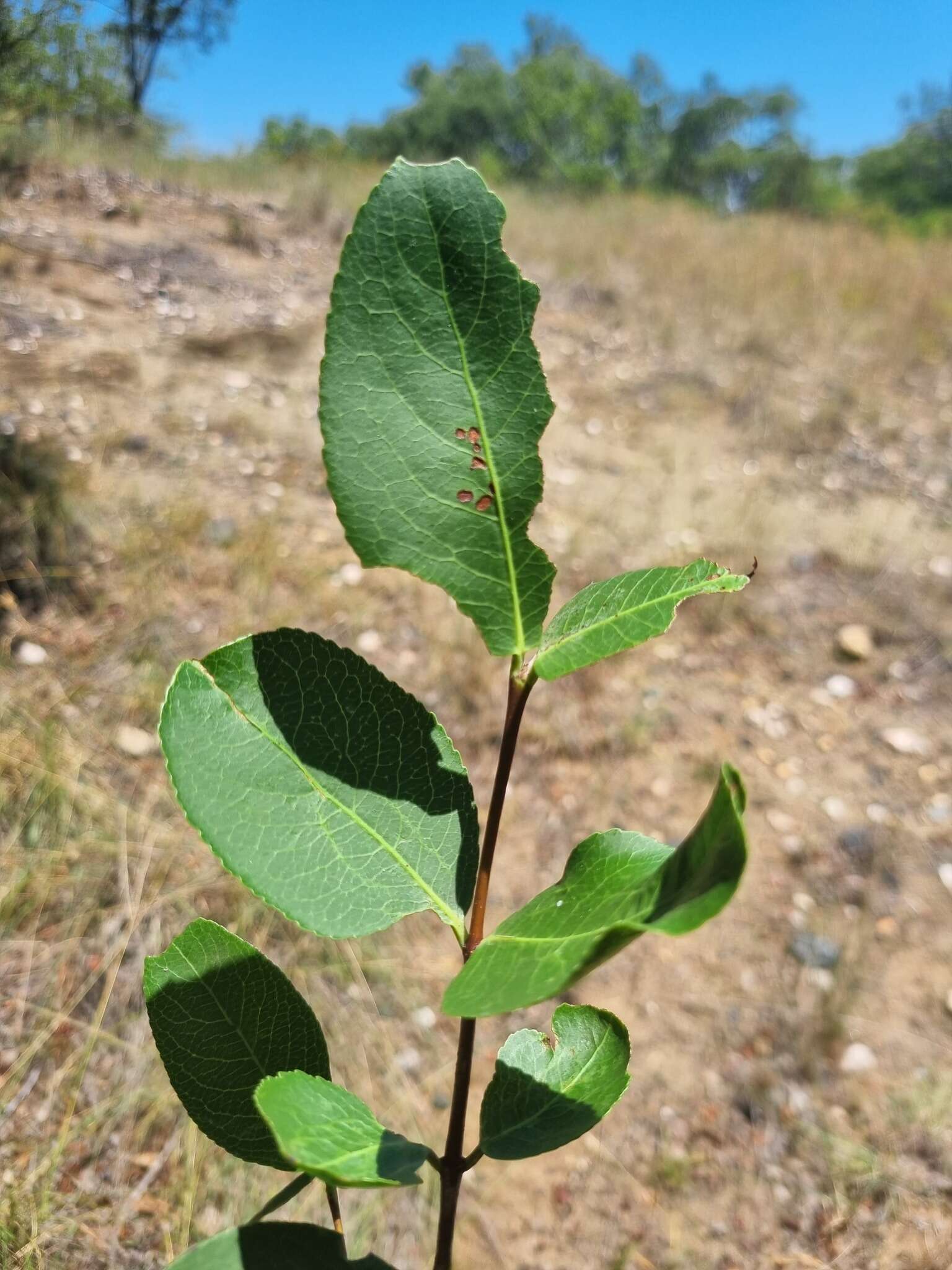 Image of Lydenburgia cassinoides N. Robson