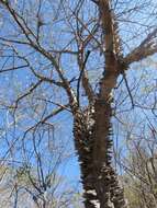 Image of Ceiba aesculifolia subsp. parvifolia (Rose) P. E. Gibbs & Semir