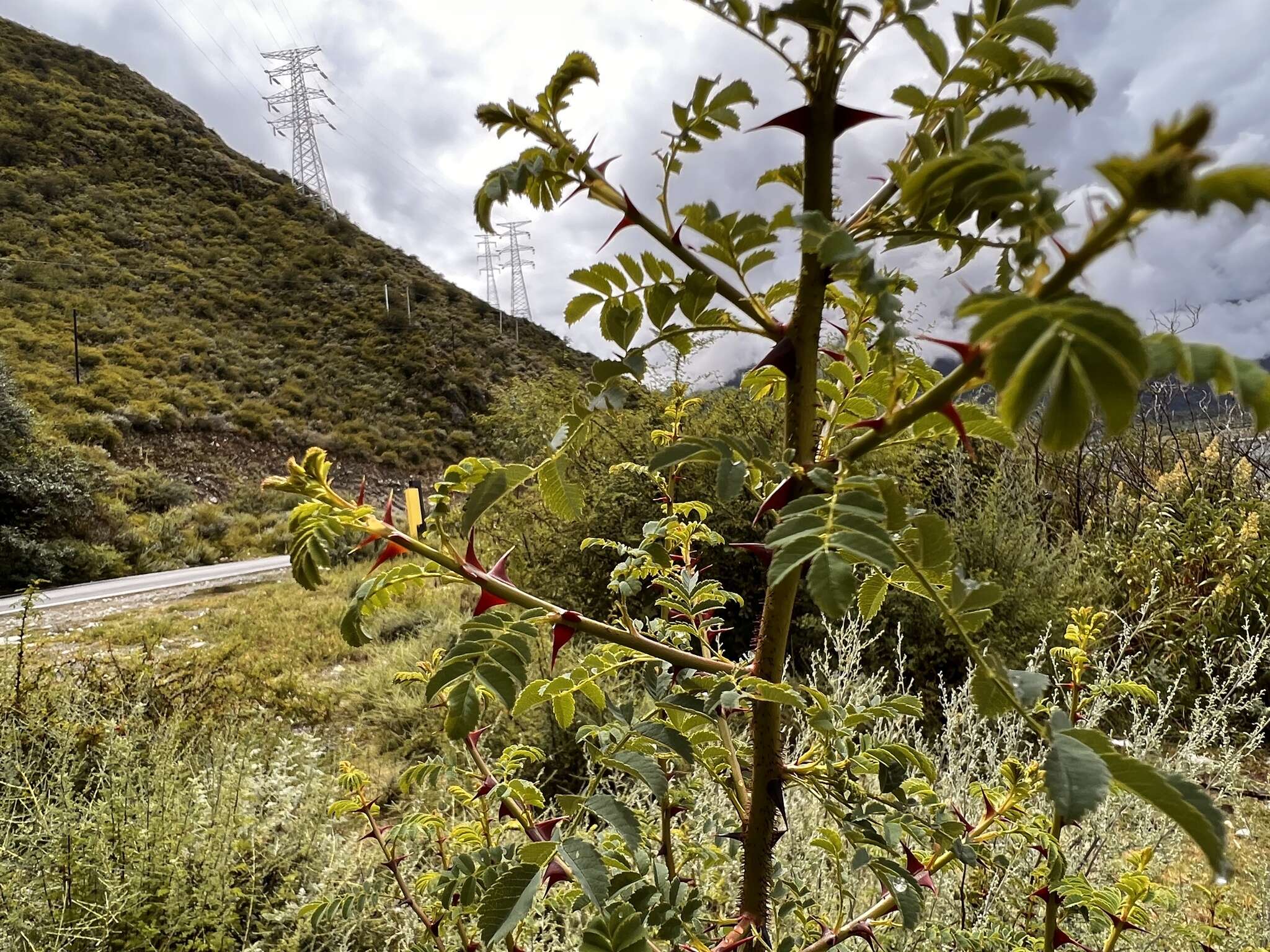 Plancia ëd Rosa omeiensis Rolfe