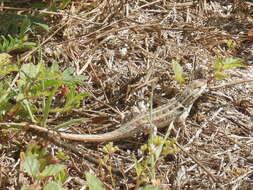 Image of Cozumel Spiny Lizard