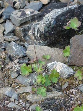 Anemone parviflora Michx. resmi